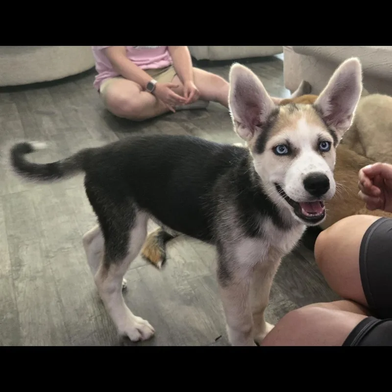 Loki thumbnail 6