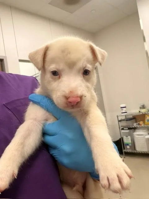 A baby medium-sized male Dutch Shepherd dog named Sneezy for adoption in Baytown, TX