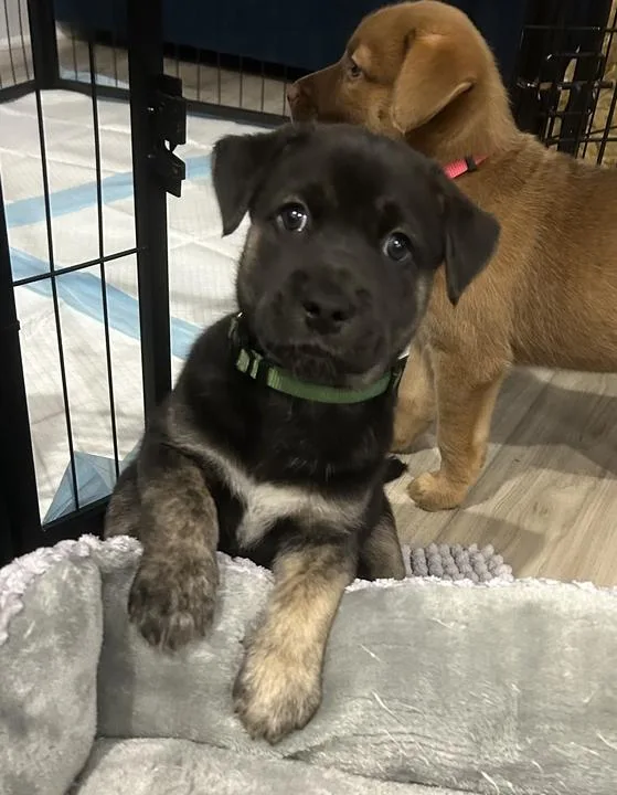 A baby medium-sized male Husky dog named Magic for adoption in Pflugerville, TX
