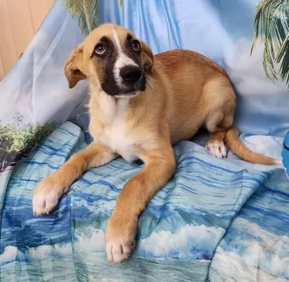 A baby large-sized male Labrador Retriever dog named Brodie for adoption in Elmira, NY