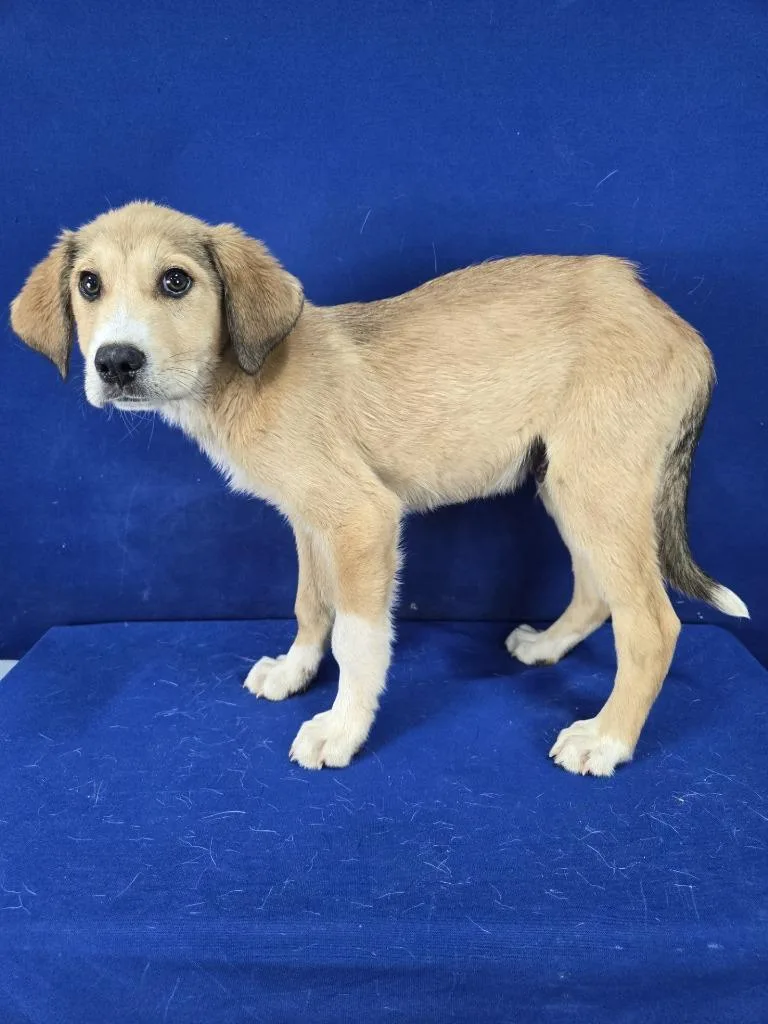 A baby large-sized male Carolina Dog dog named Gust for adoption in Ruston, LA