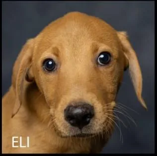 A baby medium-sized male Mixed Breed dog named Eli for adoption in Cullman, AL