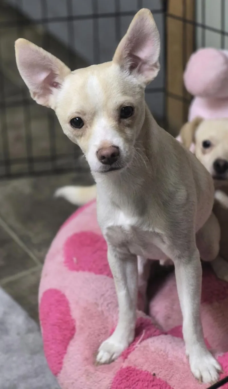 An adult small-sized male Chiweenie dog named Niko for adoption in Los Angeles, CA
