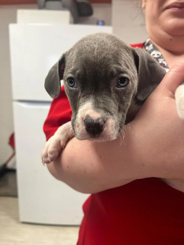 A young medium-sized female Pit Bull Terrier dog named Girly for adoption in Marion, OH