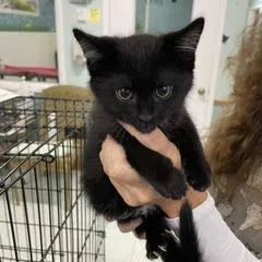 A baby small-sized male Black Domestic Short Hair cat named Papa Roach for adoption in Marble, NC
