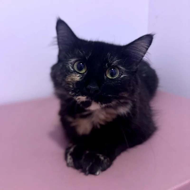 A young medium-sized female Black Domestic Medium Hair cat named Mary for adoption in Forest Park, IL