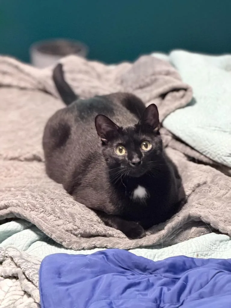 A young medium-sized male Domestic Short Hair cat named Texas Pete for adoption in Newnan, GA