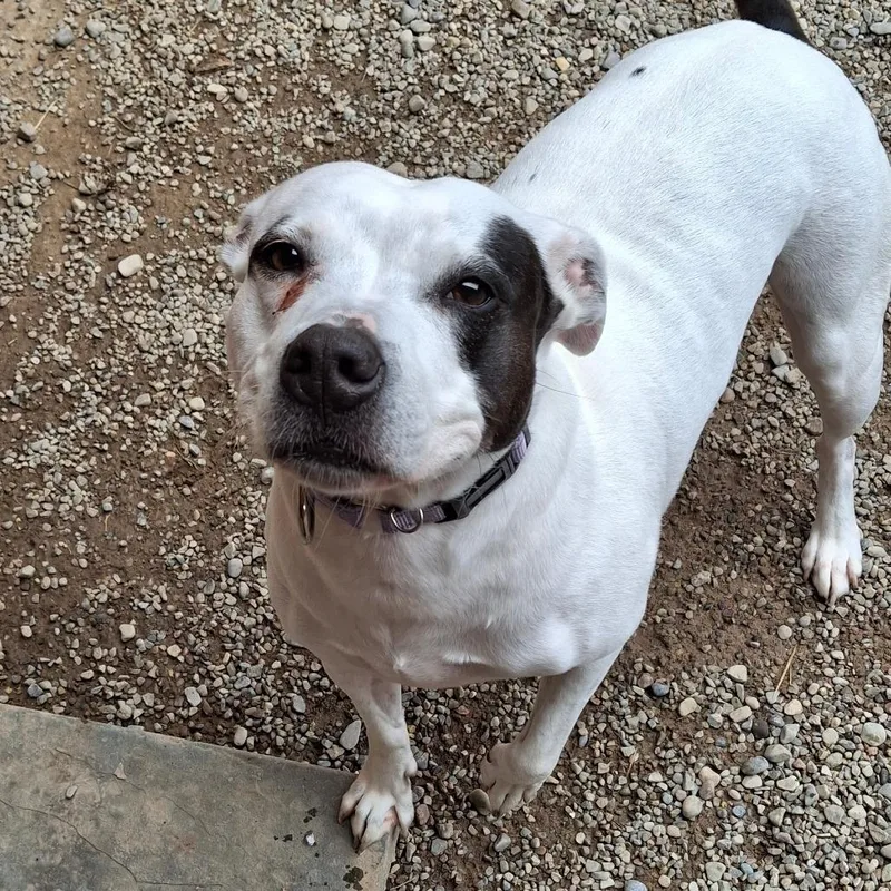 An adult medium-sized female White / Cream Mixed Breed dog named Luna for adoption in Fairport, NY