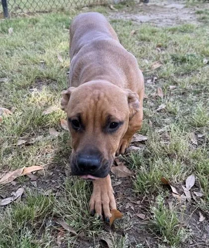 A baby medium-sized male Pit Bull Terrier dog named Sand Castle for adoption in Conway, SC