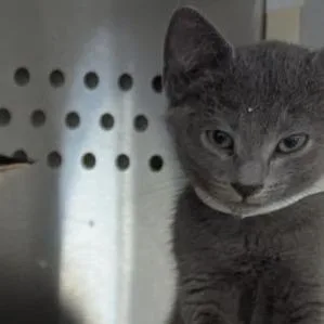 A baby small-sized male Gray / Blue / Silver Domestic Short Hair cat named Bali for adoption in Lynchburg, VA