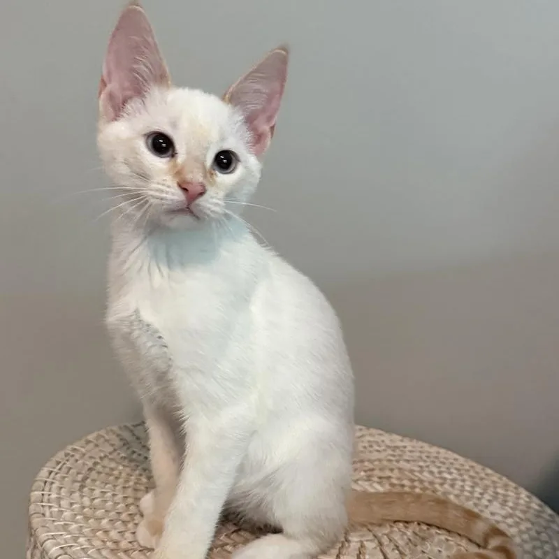 A baby small-sized male Flame Point Siamese cat named Gotham for adoption in Richmond, VA