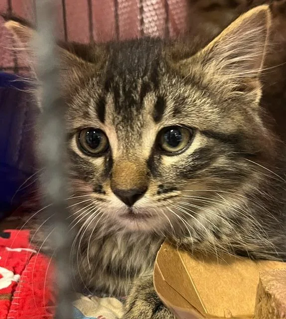 A young small-sized male Tabby (Brown / Chocolate) Domestic Short Hair cat named Basil for adoption in Webster City, IA