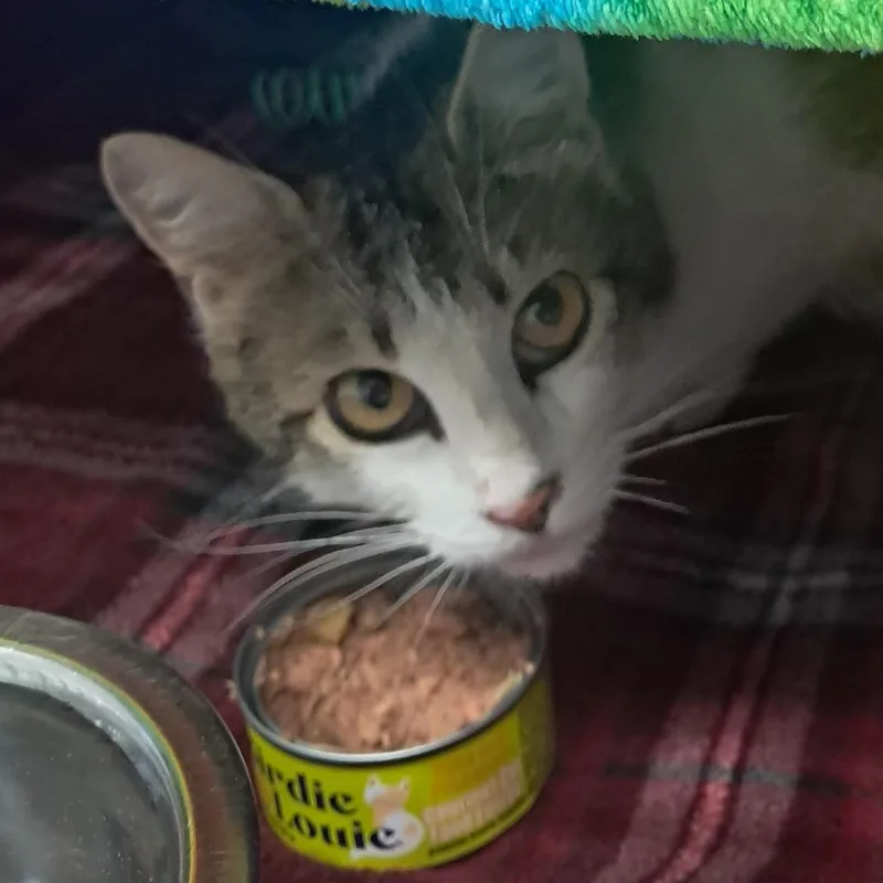 An adult small-sized female White Domestic Short Hair cat named Marigold for adoption in Buffalo, WY