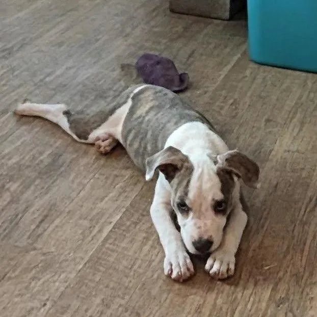 A baby medium-sized female American Bulldog dog named Bonnie for adoption in Cordova, TN