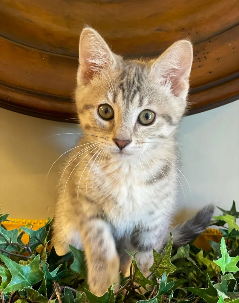 A baby medium-sized female Dilute Tortoiseshell Tabby cat named Lily Pad for adoption in Taylor, MI