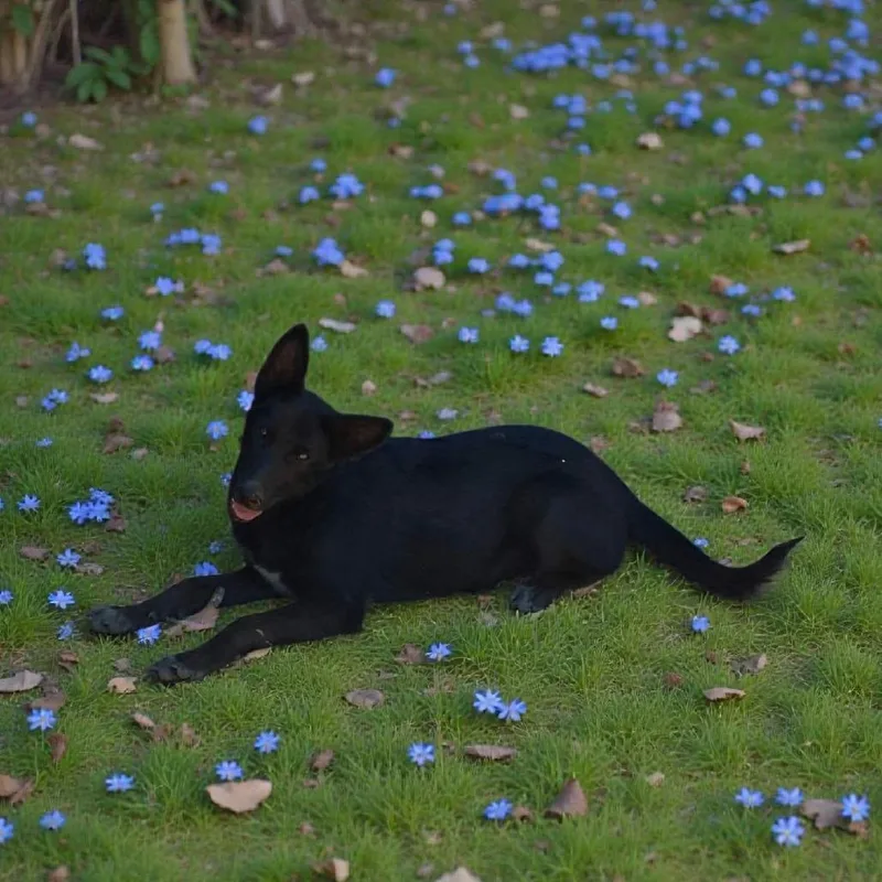 A young medium-sized male Black German Shepherd Dog dog named Rex for adoption in San Diego, CA