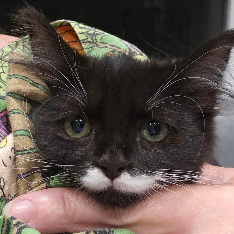 A baby small-sized female Black Domestic Short Hair cat named Lucky Star for adoption in Eagle Mountain, UT