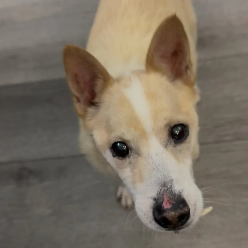 A senior small-sized male Chihuahua dog named Pumba for adoption in LOXAHATCHEE, FL