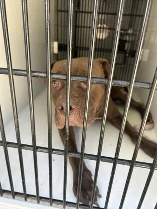An adult large-sized male Pit Bull Terrier dog named Rigby for adoption in Atlanta, GA