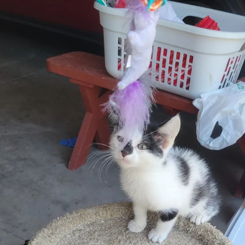 A baby medium-sized female Black & White / Tuxedo Domestic Short Hair cat named Shirley for adoption in Racine, WI