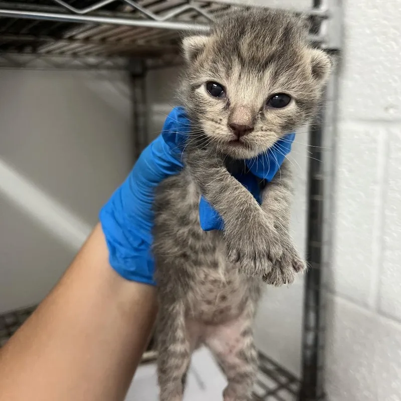 A baby small-sized female Gray / Blue / Silver Domestic Short Hair cat named Jiji for adoption in Edinburg, TX