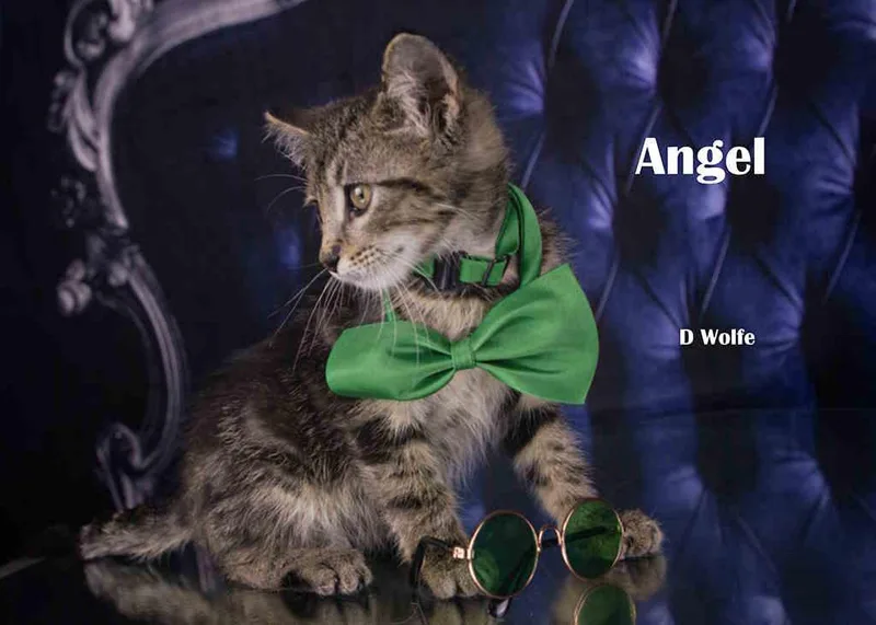 A baby small-sized male Tabby (Gray / Blue / Silver) Tabby cat named Angel for adoption in York, NE