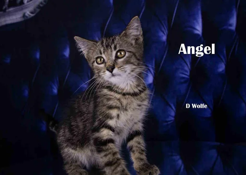 Angel thumbnail 2
