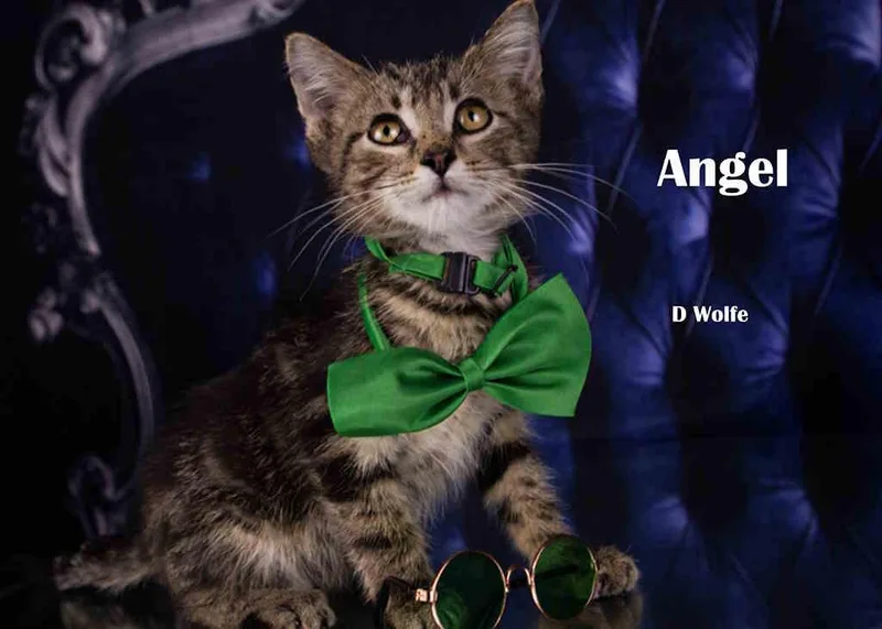 Angel thumbnail 4