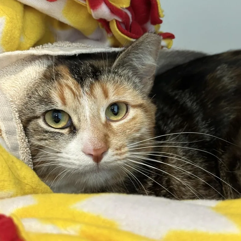 A young large-sized female Torbie Domestic Short Hair cat named Lettie for adoption in Matteson, IL