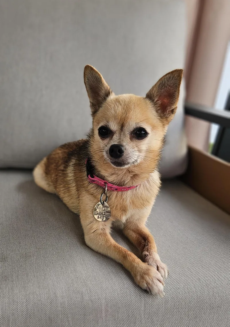 Lucy Coming Soon thumbnail 2