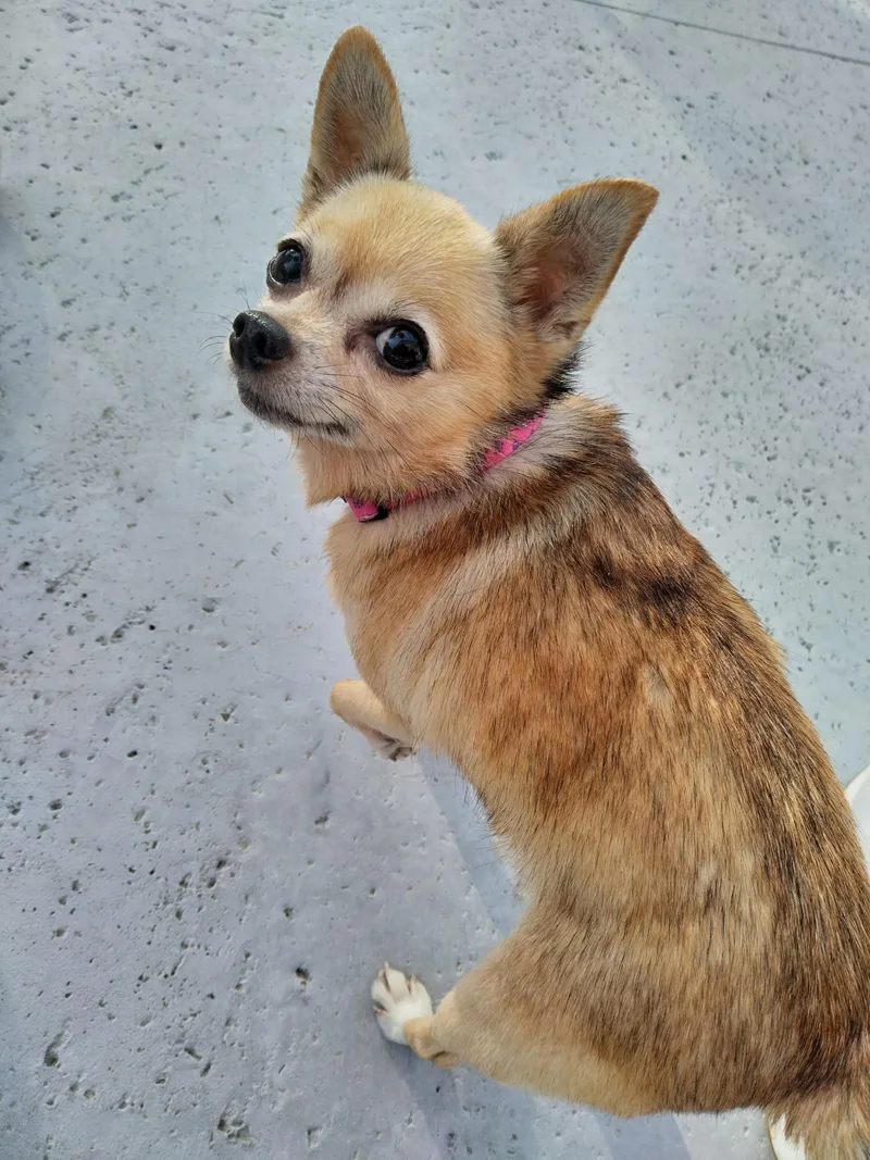 Lucy Coming Soon thumbnail 3