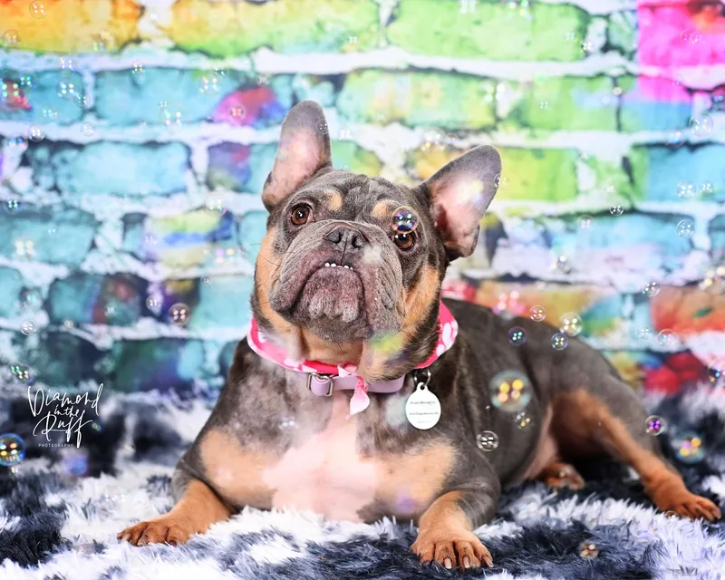 An adult small-sized female Gray / Blue / Silver French Bulldog dog named Magli for adoption in New Port Richey, FL