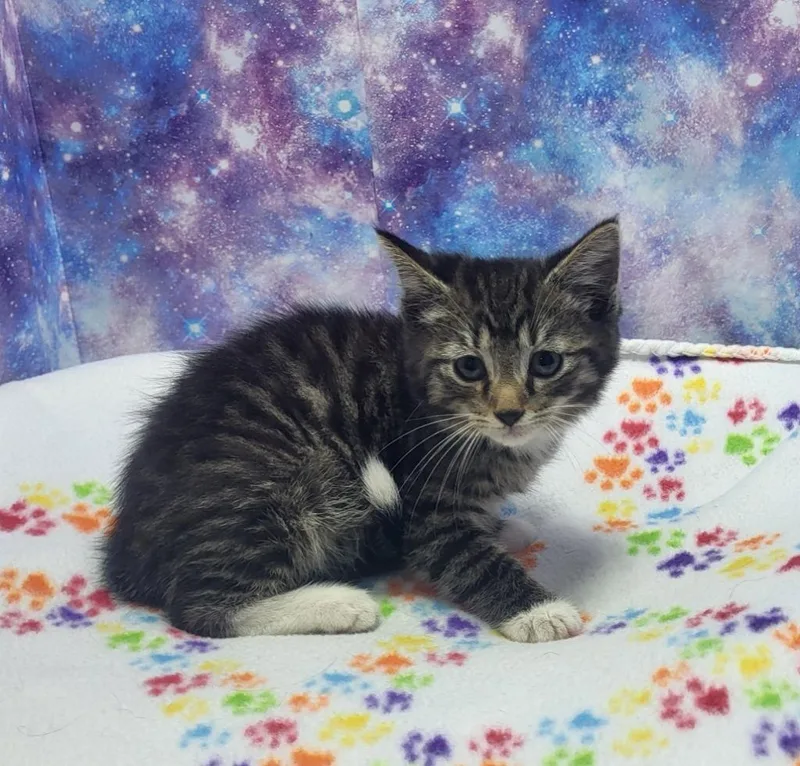 A baby small-sized male Domestic Short Hair cat named Ash for adoption in Washington Court House, OH