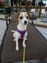 A baby small-sized female Mixed Breed dog named Annie for adoption in Milton, DE