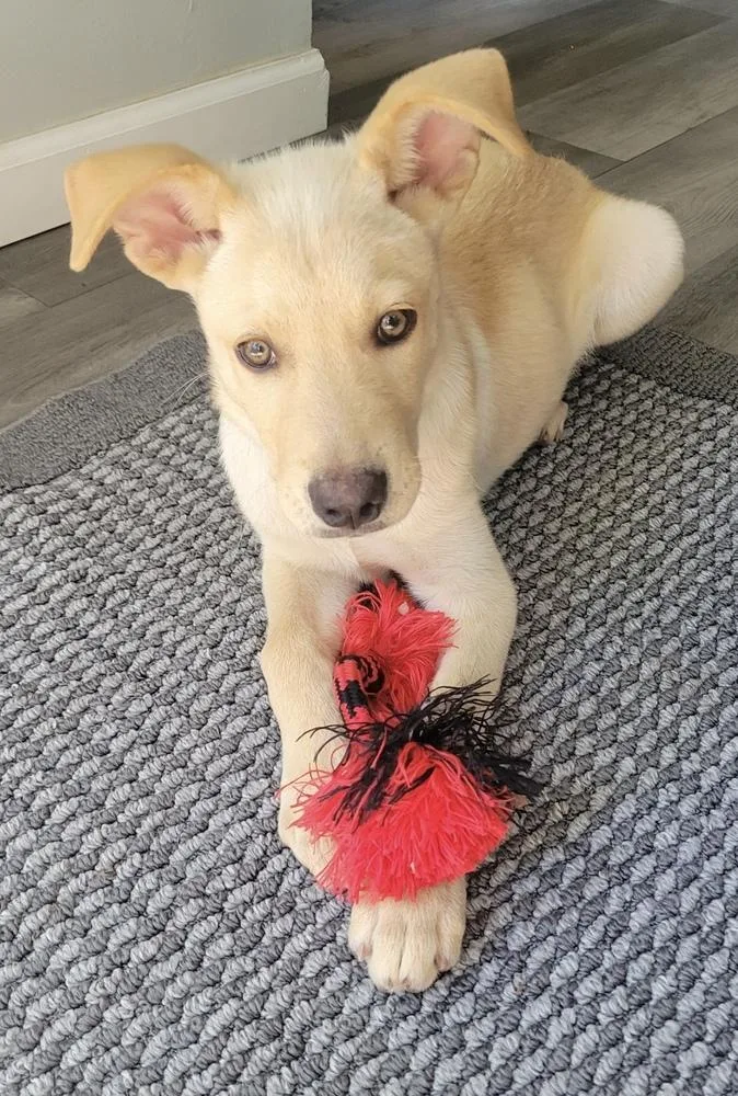 A baby medium-sized male Yellow / Tan / Blond / Fawn Retriever dog named Luigi for adoption in Cheektowaga, NY