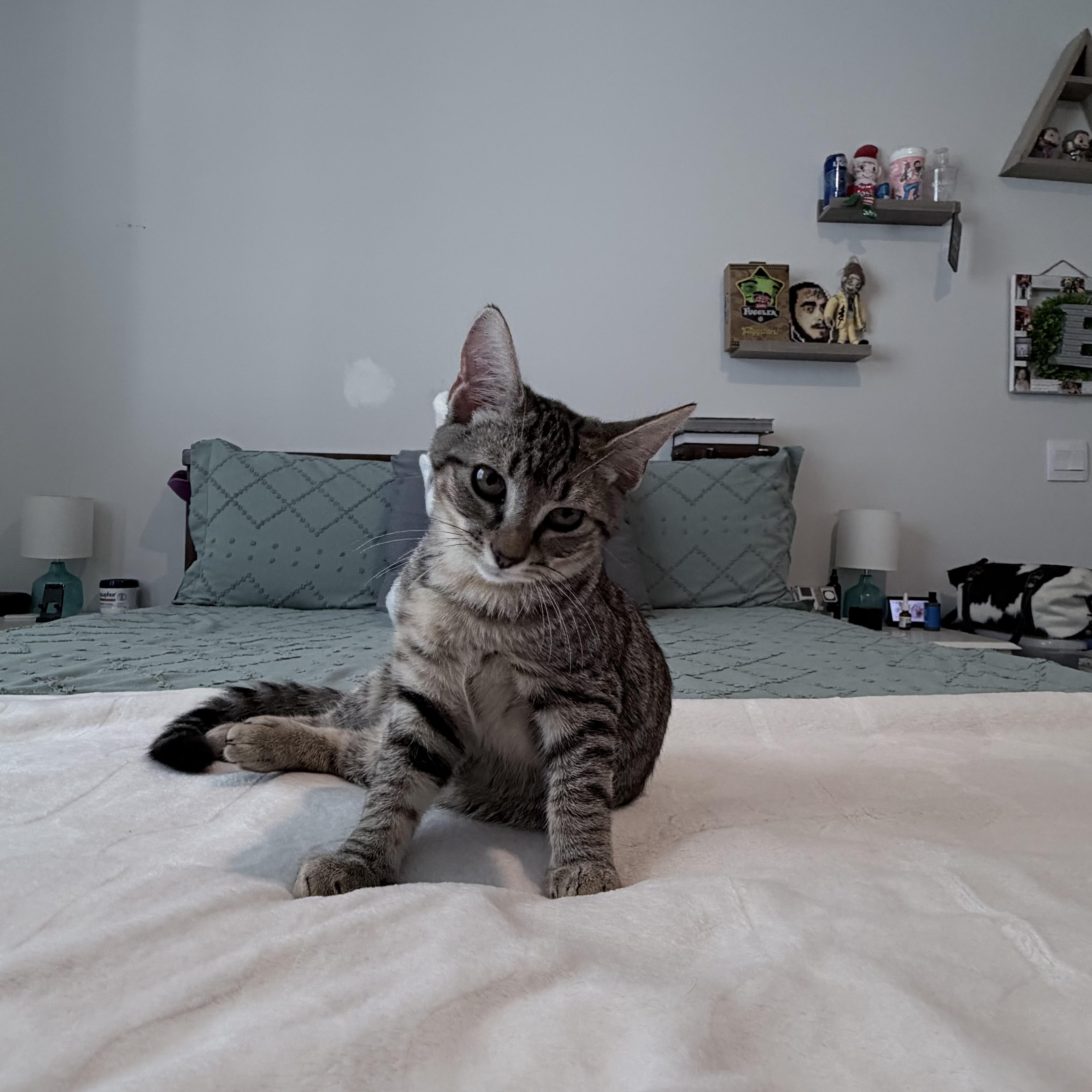 A baby medium-sized male Tabby (Brown / Chocolate) Domestic Short Hair cat named Denver for adoption in Murfreesboro, TN