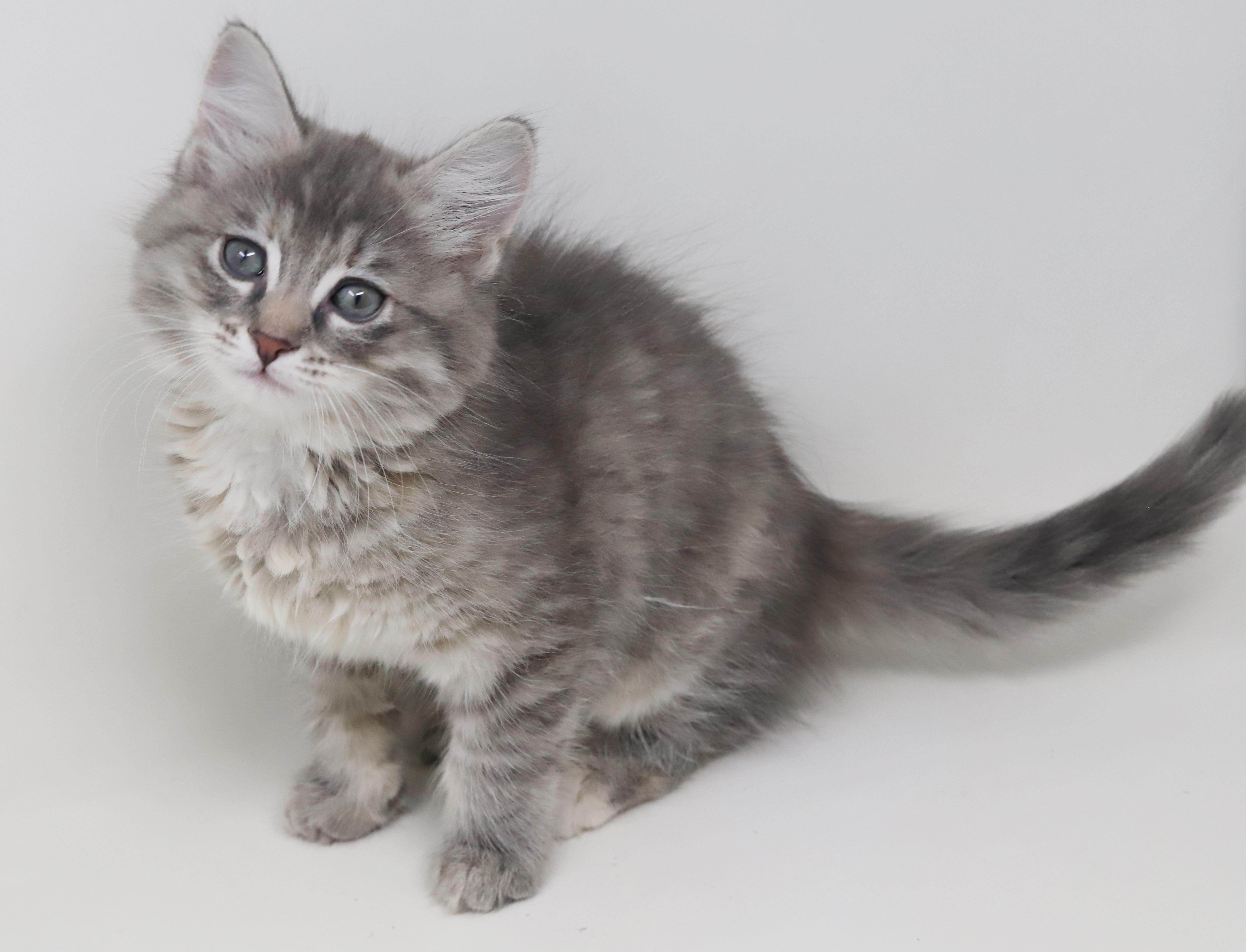 Poof Is Poofy Petite thumbnail 2