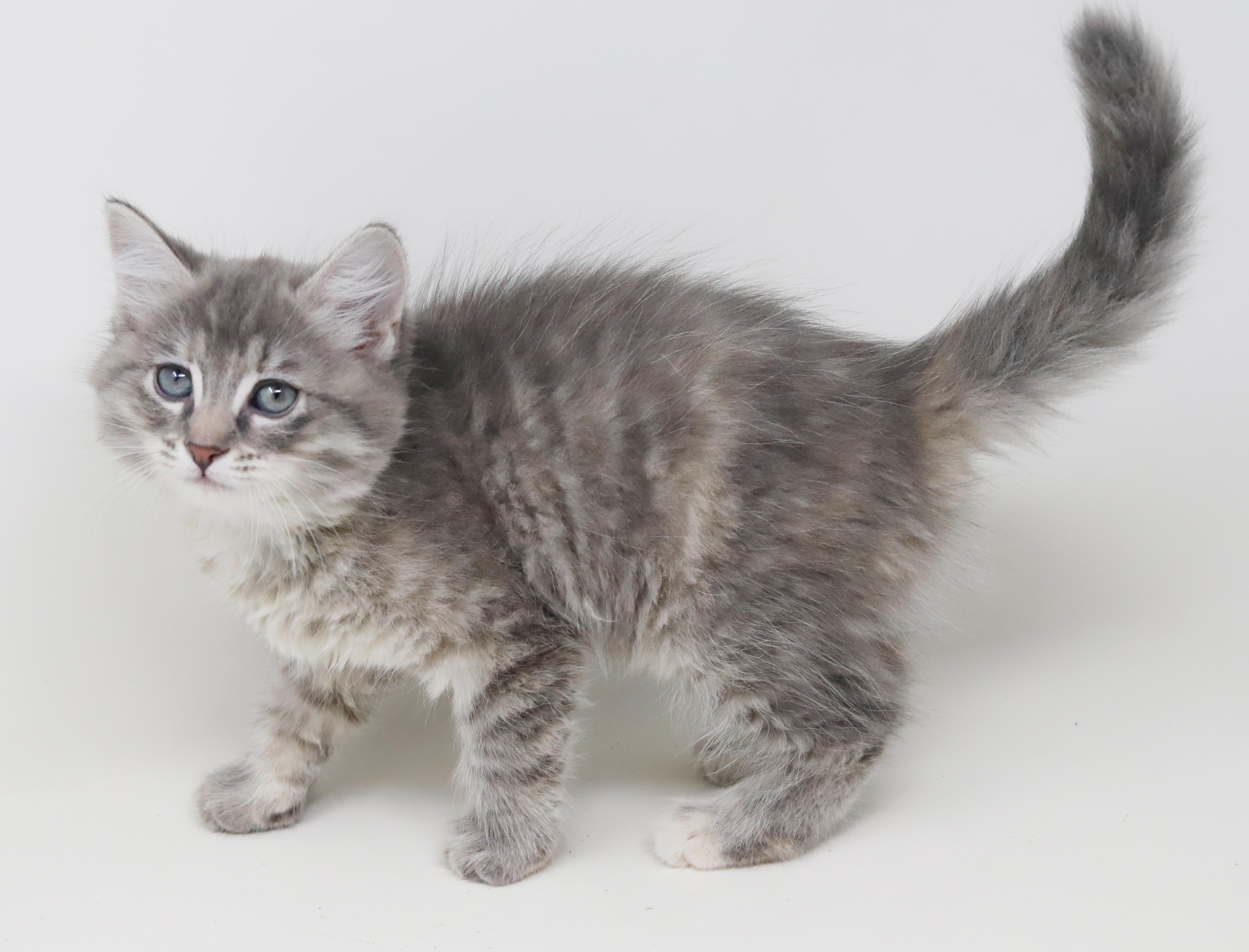 Poof Is Poofy Petite thumbnail 3