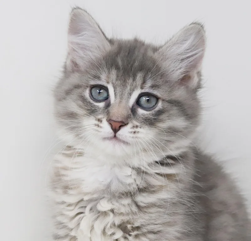 A baby small-sized female Tabby (Gray / Blue / Silver) Maine Coon cat named Poof Is Poofy Petite for adoption in Bedford Hills, NY