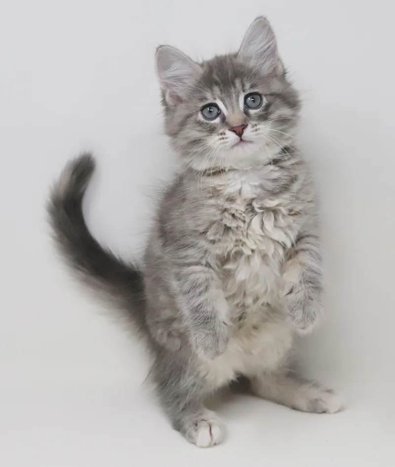 Poof Is Poofy Petite thumbnail 4