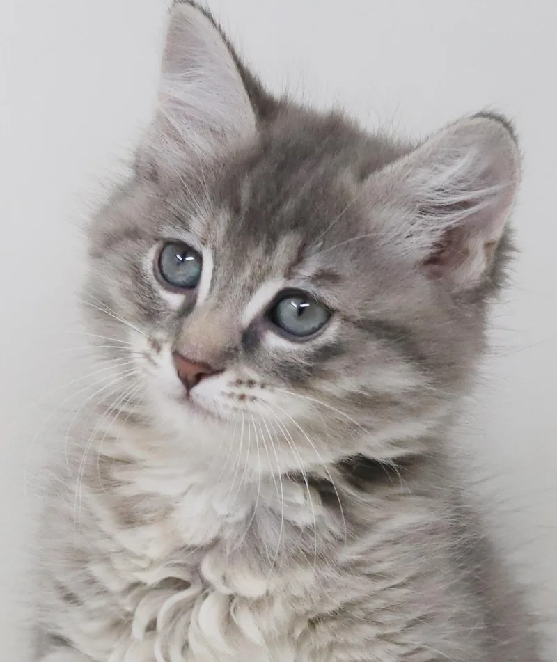 Poof Is Poofy Petite thumbnail 5