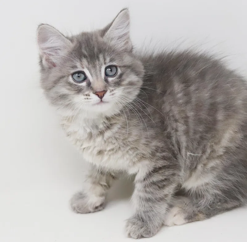 Poof Is Poofy Petite thumbnail 6