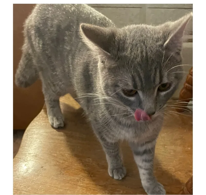 Etta Indoor Only thumbnail 2