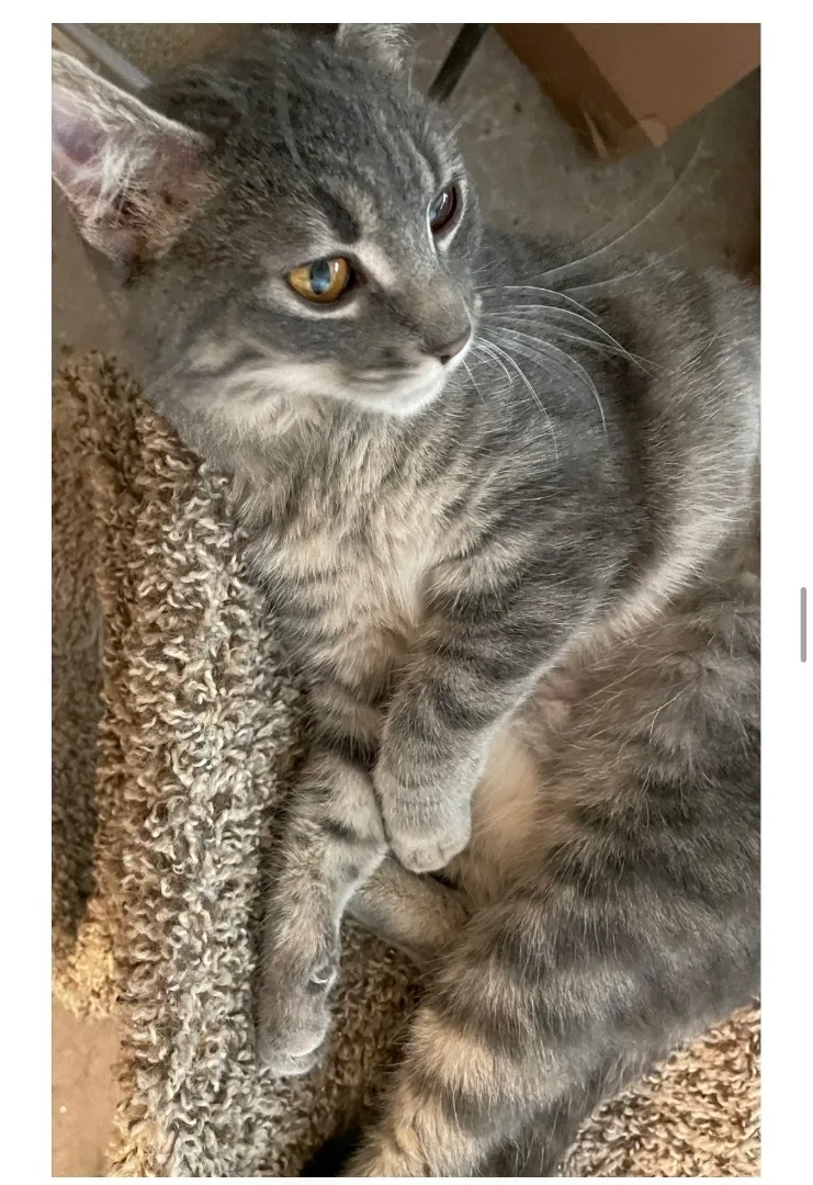 Etta Indoor Only thumbnail 3