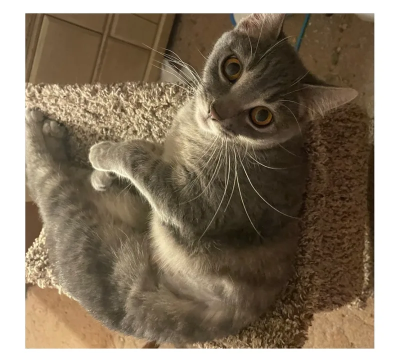 Etta Indoor Only thumbnail 4