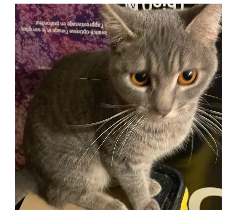 Etta Indoor Only thumbnail 5