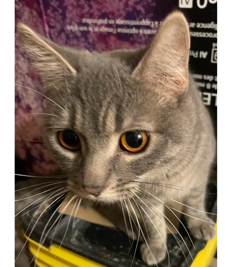 Etta Indoor Only thumbnail 6