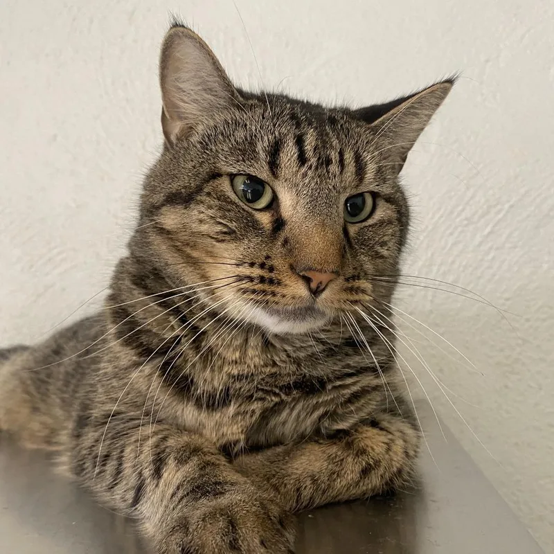 An adult small-sized male Brown / Chocolate Domestic Short Hair cat named Han for adoption in Denver, CO
