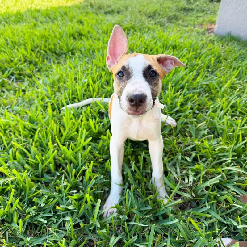 A baby medium-sized female Mixed Breed dog named Poppi for adoption in Lutz, FL