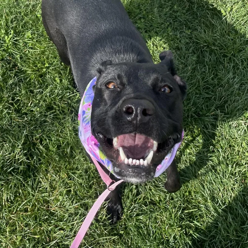 Hazel May thumbnail 3